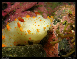 One of many Nudi's seen on a recent trip to Victoria, Bri... by Stephen Holinski 